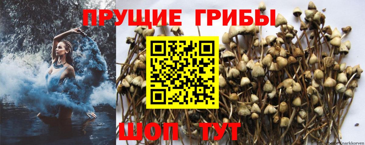 Псилоцибиновые грибы мицелий Новокубанск